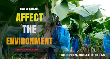 Bananas' Environmental Impact: Sustainable Practices and Ecological Footprint Explained