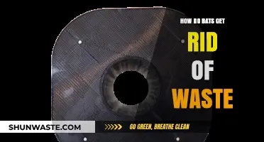 How Bats Efficiently Eliminate Waste: A Fascinating Natural Process