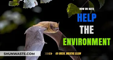 Bats: Unsung Heroes of Ecosystem Balance and Biodiversity