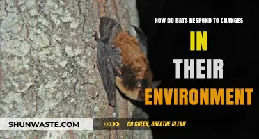 Bats' Adaptive Strategies: Responding to Environmental Changes and Challenges