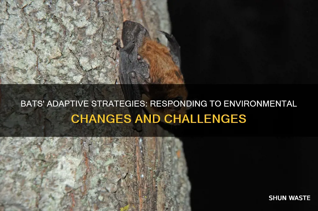 how do bats respond to changes in their environment