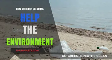Beach Cleanups: Revitalizing Ecosystems and Protecting Marine Life Effectively