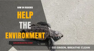Beaches: Nature's Coastal Guardians for a Healthier Environment