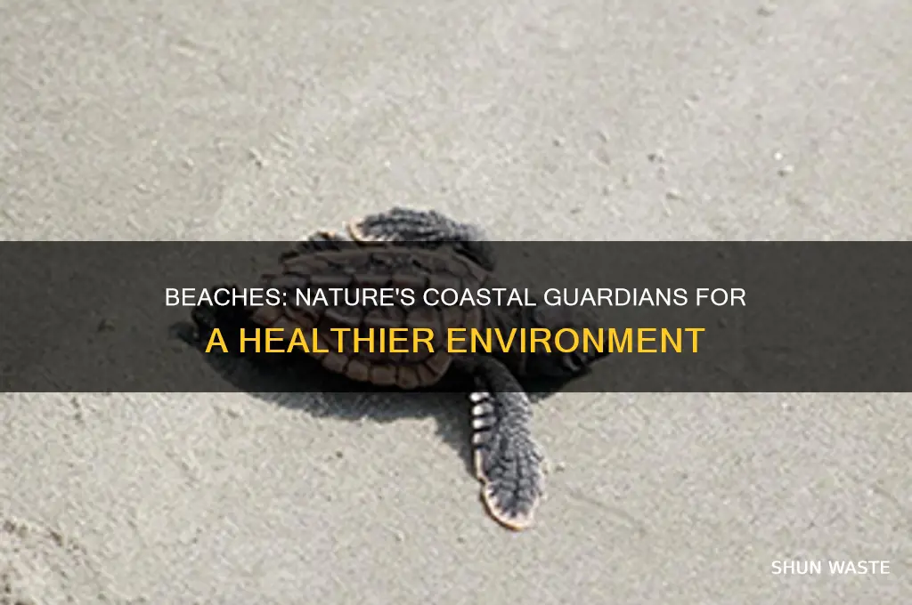 how do beaches help the environment