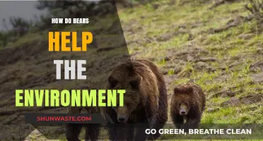 Bears as Eco-Heroes: Their Vital Role in Sustaining Ecosystems