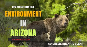 Arizona's Bears: Unsung Heroes Shaping Desert Ecosystems and Biodiversity