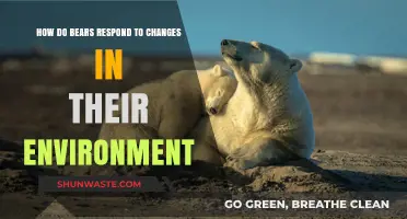 Bears' Adaptability: Responding to Environmental Changes and Survival Strategies