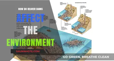 Beaver Dams: Shaping Ecosystems and Transforming Landscapes Naturally