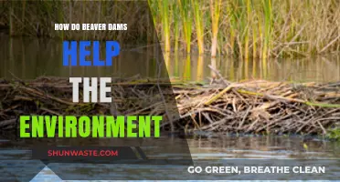 Beaver Dams: Unsung Heroes of Ecosystem Restoration and Biodiversity
