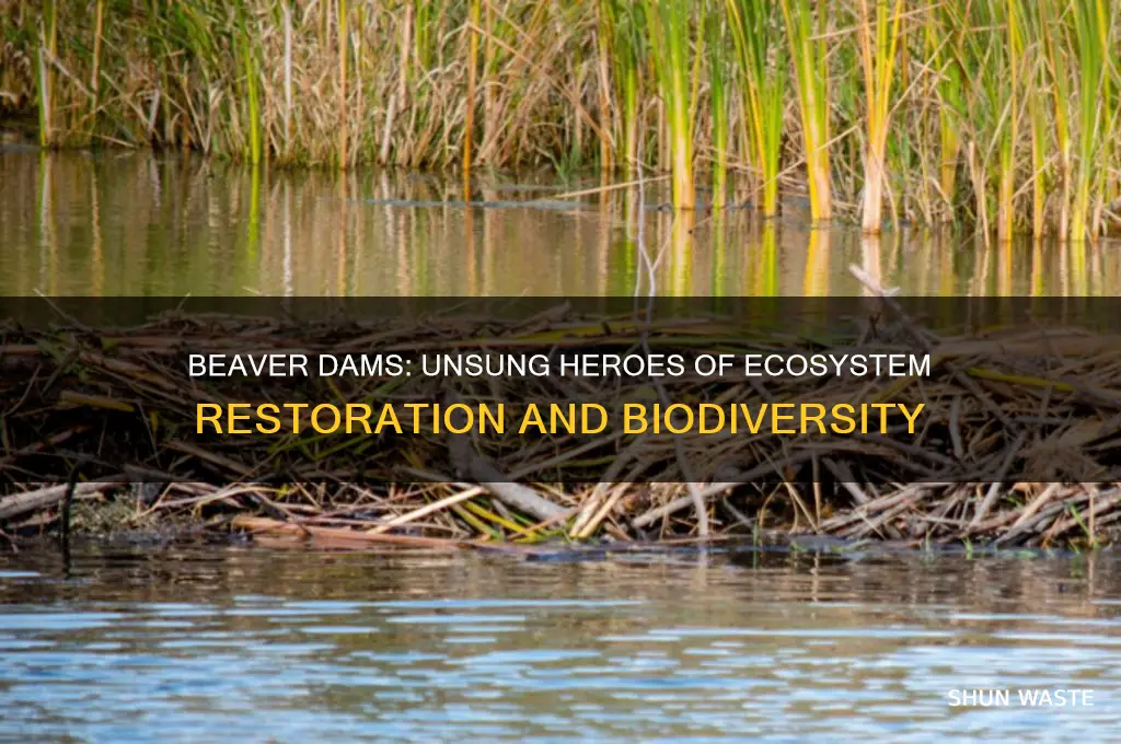 how do beaver dams help the environment