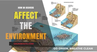 Beavers' Environmental Impact: Shaping Ecosystems and Waterways Naturally