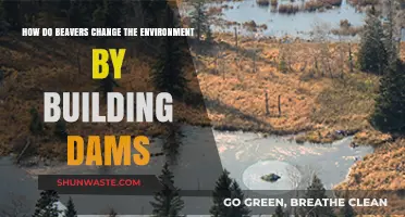 Beaver Dams: Transforming Ecosystems and Shaping Landscapes Naturally