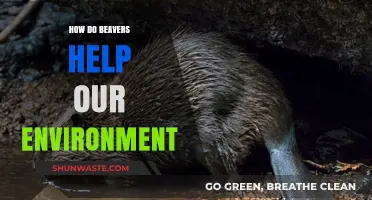 Beavers: Nature's Engineers Shaping Ecosystems and Boosting Biodiversity