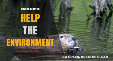 Beavers: Nature's Engineers Boosting Biodiversity and Healthy Ecosystems