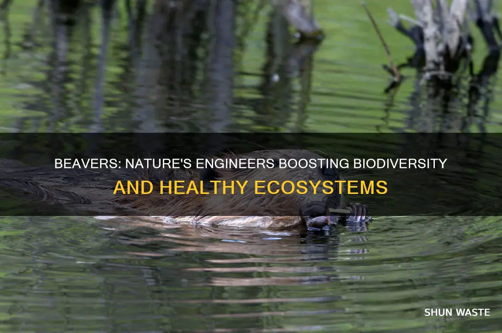 how do beavers help the environment