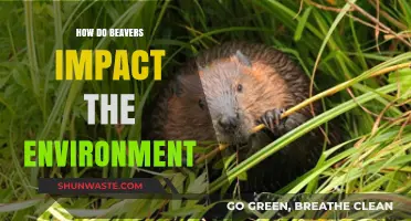 Beavers' Environmental Impact: Shaping Ecosystems and Waterways Naturally