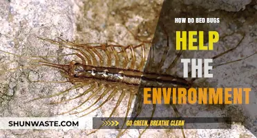 Bed Bugs' Surprising Role in Supporting Ecosystem Balance and Health