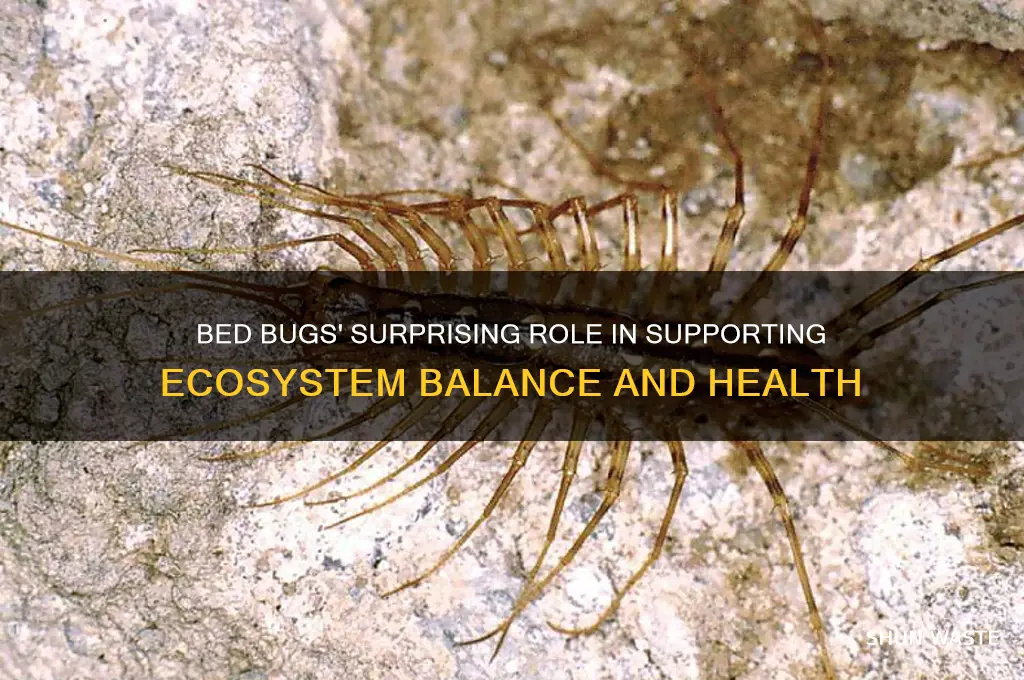 how do bed bugs help the environment