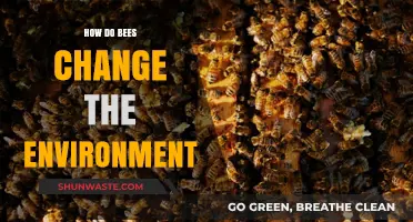 How Bees Transform Ecosystems and Shape Our Environment