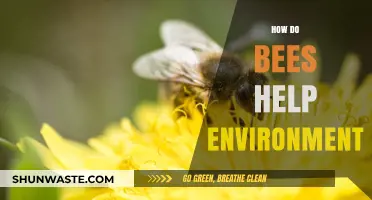How Bees Sustain Ecosystems and Support Environmental Health Naturally