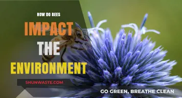 Bees' Vital Role in Pollination and Ecosystem Health Explained