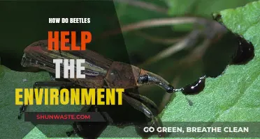 Beetles' Vital Role: Boosting Ecosystems and Environmental Health Naturally