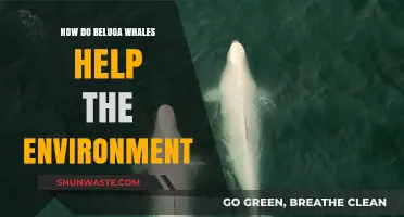 Beluga Whales: Unsung Heroes in Maintaining Arctic Ecosystem Balance