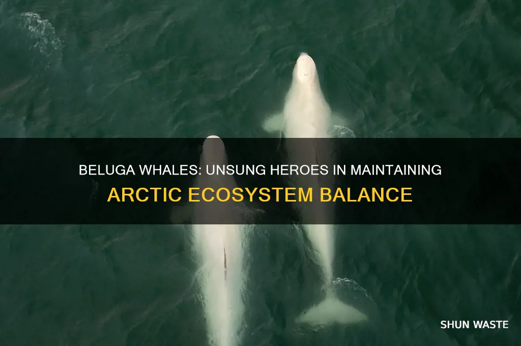how do beluga whales help the environment