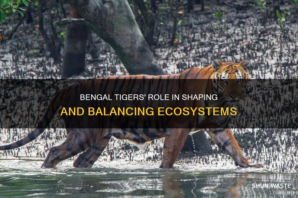 how do bengal tigers affect the environment