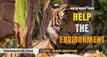 Bengal Tigers: Vital Guardians of Ecosystem Balance and Biodiversity