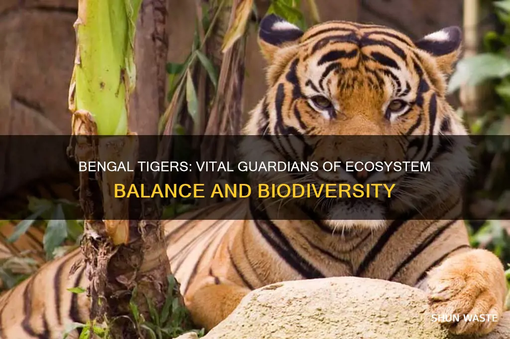 how do bengal tigers help the environment