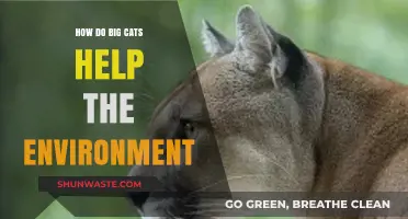 Big Cats' Vital Role in Balancing Ecosystems and Protecting Nature