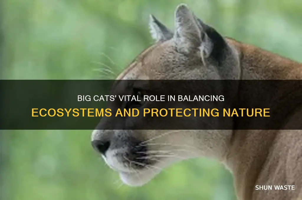 how do big cats help the environment