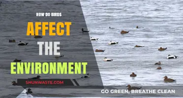 Birds' Vital Role in Shaping and Sustaining Our Environment