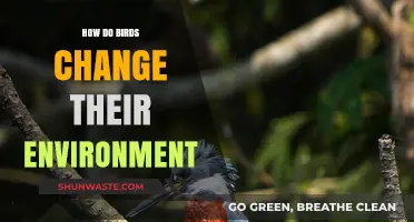 How Birds Transform Ecosystems: Their Impact on the Environment