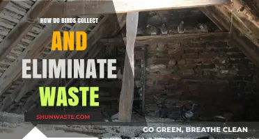 Bird Waste Management: How They Collect and Eliminate Waste Efficiently