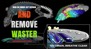 Breathing and Waste Removal: Unveiling Birds' Unique Respiratory System Secrets