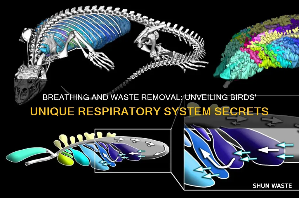 how do birds get oxygen and remove waster