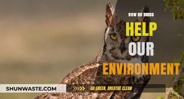 Feathered Heroes: Birds' Vital Role in Sustaining Our Ecosystem