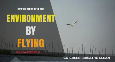 Flying Birds: Essential Eco-Warriors Shaping Our Environment