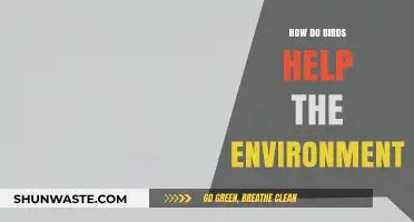 Feathered Heroes: How Birds Sustain and Protect Our Environment