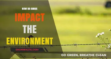 Birds' Vital Role in Shaping and Sustaining Ecosystems Explained