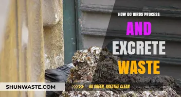 Bird Waste Processing: Efficient Digestion and Excretion Explained