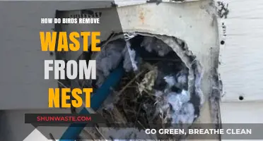 How Birds Keep Their Nests Clean: Waste Removal Strategies Explained