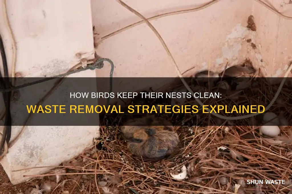 How To Remove A Birds Nest