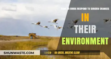 Birds' Rapid Reactions: Adapting to Environmental Shifts and Survival Strategies