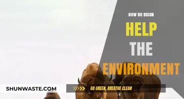 Bison's Vital Role: Boosting Ecosystems and Restoring Environmental Balance