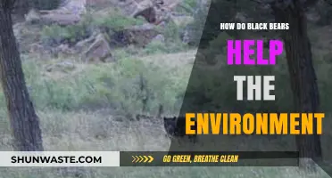 Black Bears: Unsung Heroes Shaping and Sustaining Ecosystems