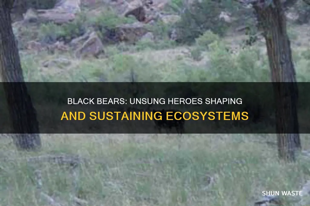 how do black bears help the environment
