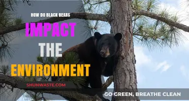 Black Bears' Ecological Role: Shaping Forests and Biodiversity